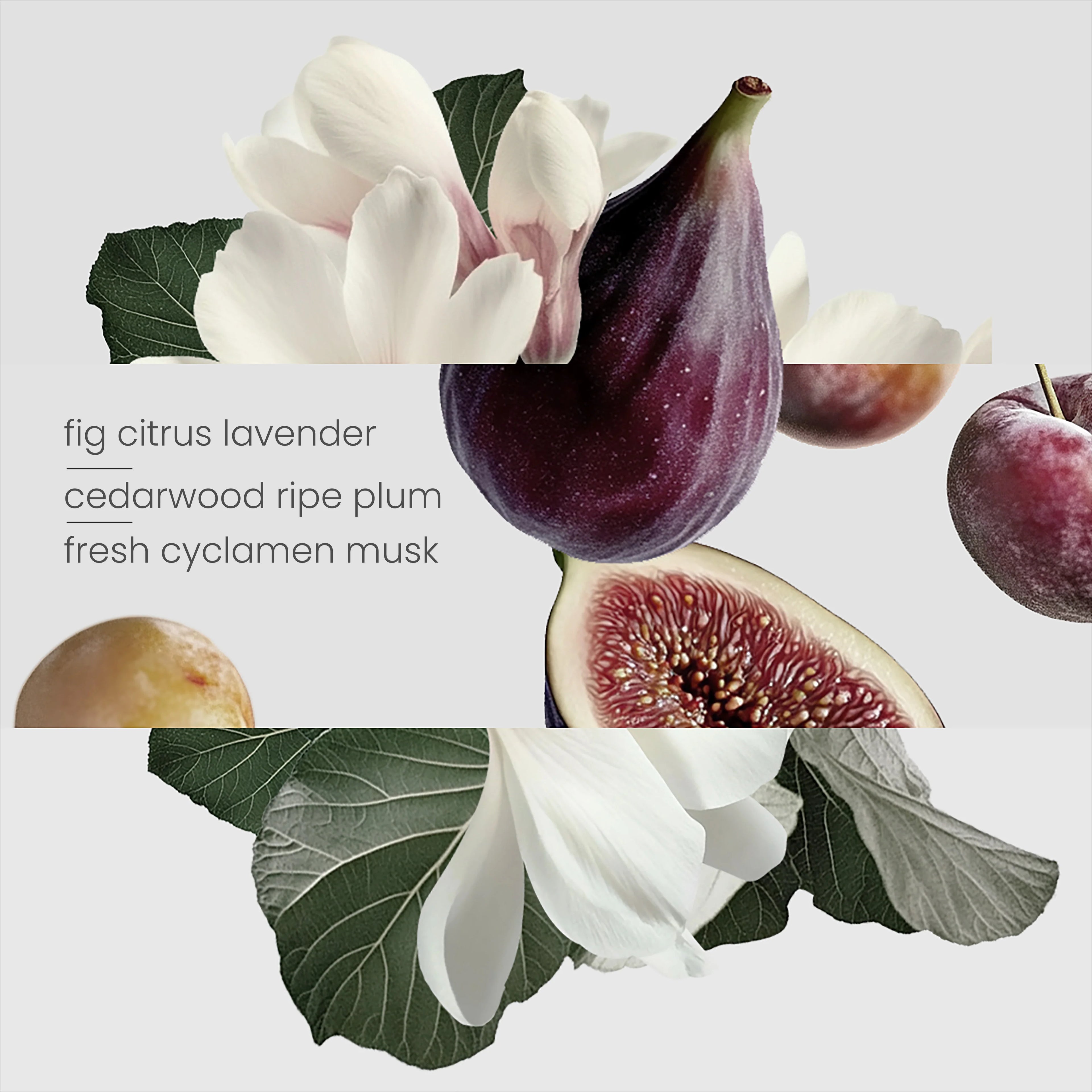 Fig Tree Candle (220g)